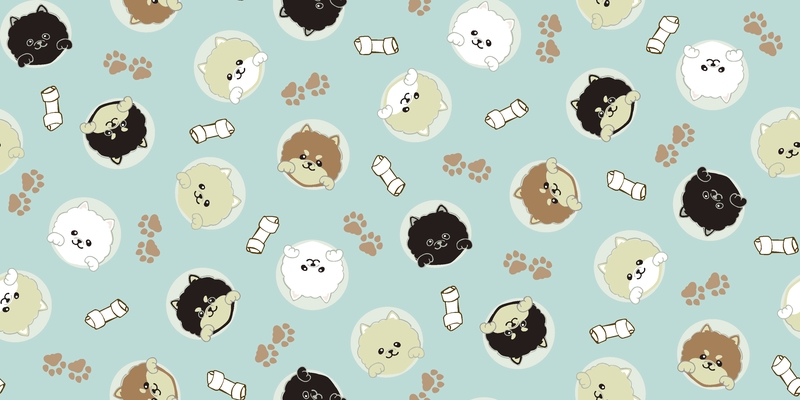 A0001311 – Peepポメラニアン – ライトターコイズ